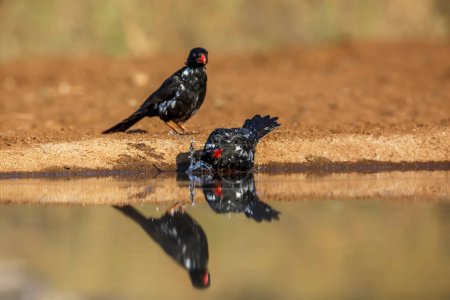Photo for Two Red billed Buffalo Weaver bathing in waterhole with reflection in Kruger National park, South Africa ; Specie Bubalornis niger family of Ploceidae - Royalty Free Image