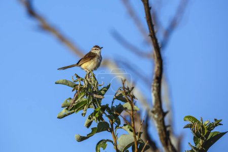 Black chested Prinia standing in branch isolated in blue sky in Kruger National park, South Africa ; Specie Prinia flavicans family of Cisticolidae