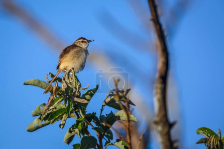 Black chested Prinia standing in branch isolated in blue sky in Kruger National park, South Africa ; Specie Prinia flavicans family of Cisticolidae