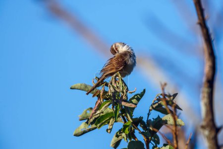 Black chested Prinia grooming on a branch in Kruger National park, South Africa ; Specie Prinia flavicans family of Cisticolidae