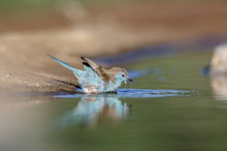 Téléchargez les photos : Cordonbleu à poitrine bleue dans le parc national Kruger, Afrique du Sud ; famille des Estrildidae Uraeginthus angolensis - en image libre de droit