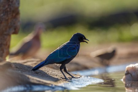 Photo for Burchell Glossy Starling standing along waterhole in Kruger National park, South Africa ; Specie Lamprotornis australis family of Sturnidae - Royalty Free Image