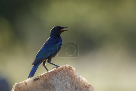 Photo for Burchell Glossy Starling standing on a rock isolated in natural background in Kruger National park, South Africa ; Specie Lamprotornis australis family of Sturnidae - Royalty Free Image