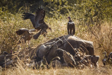 Hooded vulture and White backed Vulture scavenging on dead elephant carcass in Kruger National park, South Africa ; Specie Gyps africanus family of Accipitridae