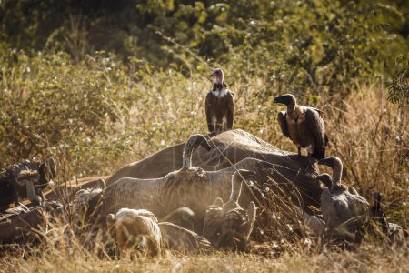 Buitre encapuchado y buitre respaldado por blancos que buscan en un cadáver de elefante muerto en el Parque Nacional Kruger, Sudáfrica; Especie Gyps africanus familia de Accipitridae