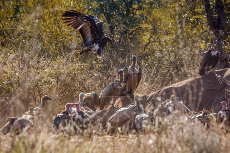 Hooded vulture and White backed Vulture scavenging on dead elephant carcass in Kruger National park, South Africa ; Specie Gyps africanus family of Accipitridae