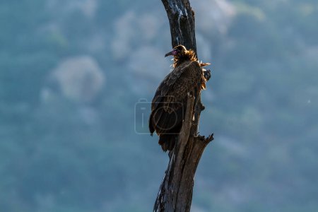 Buitre encapuchado de pie sobre un árbol muerto en retroiluminación en el Parque Nacional Kruger, Sudáfrica; Familia de especies Necrosyrtes monachus of Accipitridae