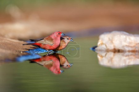 Jameson Firefinch couple bathing in waterhole in Kruger National park, South Africa ; Specie Lagonosticta rhodopareia family of Estrildidae