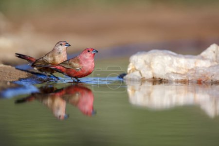 Jameson Firefinch couple bathing in waterhole in Kruger National park, South Africa ; Specie Lagonosticta rhodopareia family of Estrildidae