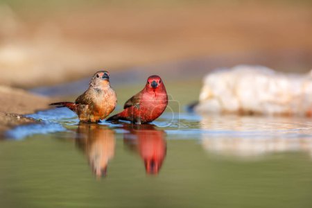 Jameson Firefinch Paar badet in Wasserloch im Kruger National Park, Südafrika; Art Lagonosticta rhodopareia Familie der Estrildidae