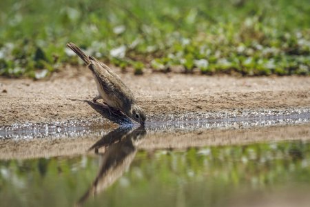 Long-billed Pipit drinking in waterhole with reflection in Kruger National park, South Africa ; Specie Anthus similis family of Motacillidae
