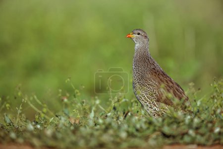 Natal francolin walking in grass in Kruger National park, South Africa ; Specie Pternistis natalensis family of Phasianidae