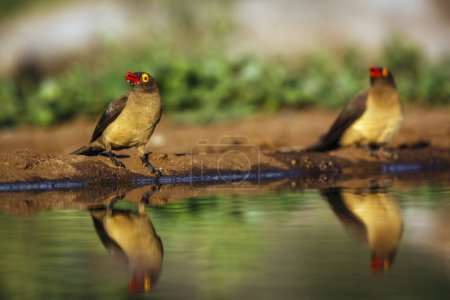 Deux Pic à bec rouge le long d'un trou d'eau avec réflexion dans le parc national Kruger, Afrique du Sud ; famille des Buphagus erythrorhynchus de la famille des Buphagidae