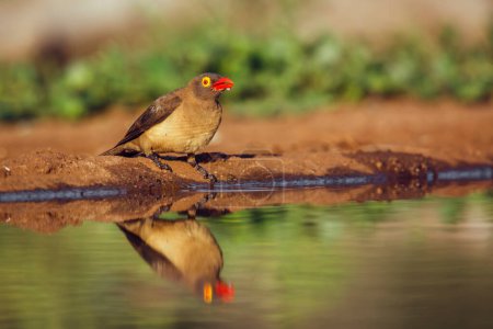 Oxpecker à bec rouge le long du trou d'eau avec réflexion dans le parc national Kruger, Afrique du Sud ; famille des Buphagus erythrorhynchus de la famille des Buphagidae