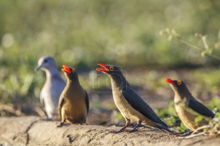 Téléchargez les photos : Trois Oxpecker à bec rouge debout au niveau du sol dans le parc national Kruger, Afrique du Sud ; famille des Buphagus erythrorhynchus de la famille des Buphagidae - en image libre de droit