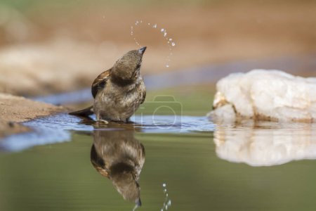 Gorrión de cabeza gris del sur bañándose en un pozo de agua con reflejo en el Parque Nacional Kruger, Sudáfrica; Familia de especies Passer diffusus of Passeridae