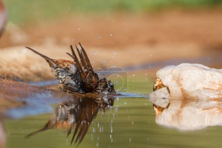Gorrión de cabeza gris del sur bañándose en un pozo de agua en el Parque Nacional Kruger, Sudáfrica; Familia Passer diffusus of Passeridae