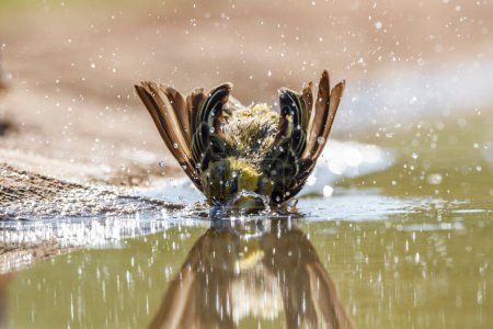 Village weaver bathing front view in waterhole in Kruger National park, South Africa ; Specie Ploceus cucullatus family of Ploceidae