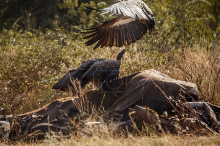 Vulture à dos blanc fouillant des carcasses d'éléphants morts dans le parc national Kruger, Afrique du Sud ; famille des Accipitridae de l'espèce Gyps africanus