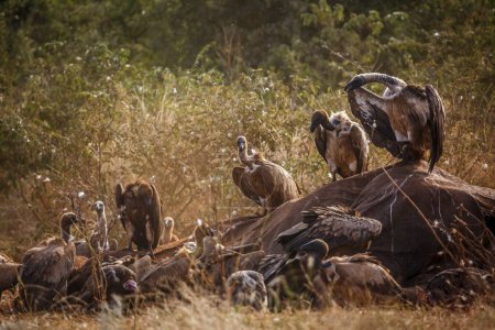 Vulture à dos blanc fouillant des carcasses d'éléphants morts dans le parc national Kruger, Afrique du Sud ; famille des Accipitridae de l'espèce Gyps africanus