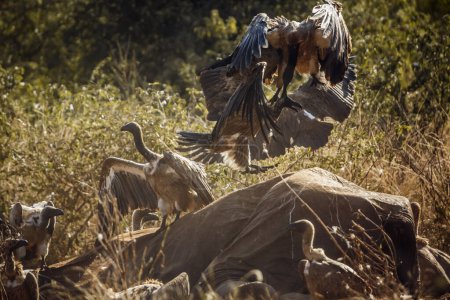 White backed Vulture fighting on dead elephant carcass in Kruger National park, South Africa ; Specie Gyps africanus family of Accipitridae