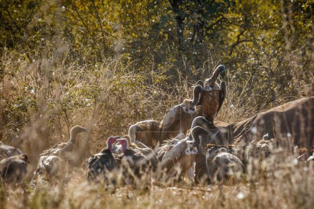 Buitre respaldado por los blancos que busca en el cadáver del elefante muerto en el Parque Nacional Kruger, Sudáfrica; Especie Gyps africanus familia de Accipitridae