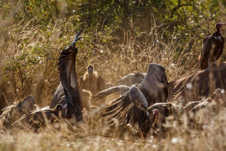 Lutte contre deux vautours à dos blanc qui fouillent des carcasses d'éléphants morts dans le parc national Kruger, en Afrique du Sud ; famille des Accipitridae de l'espèce Gyps africanus