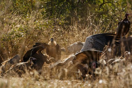 Lucha contra dos buitres respaldados por blancos que buscan en un cadáver de elefante muerto en el Parque Nacional Kruger, Sudáfrica; Especie Gyps africanus familia de Accipitridae