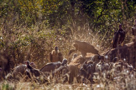 Weißrückengeier auf toten Elefantenkadavern im Kruger Nationalpark, Südafrika; Familie der Accipitridae der Art Gyps africanus