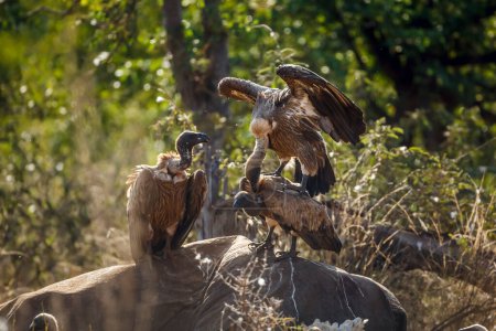 Vulture à dos blanc s'accouplant sur des carcasses d'éléphants morts dans le parc national de Kruger, en Afrique du Sud ; famille des Accipitridae de l'espèce Gyps africanus