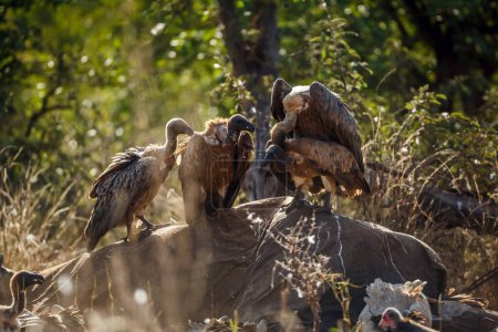 Vulture à dos blanc s'accouplant sur des carcasses d'éléphants morts dans le parc national de Kruger, en Afrique du Sud ; famille des Accipitridae de l'espèce Gyps africanus