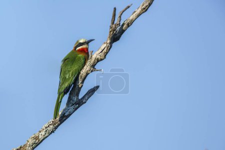 White fronted Bee eater isolated in blue background in Kruger National park, South Africa ; Specie Merops bullockoides family of Meropidae