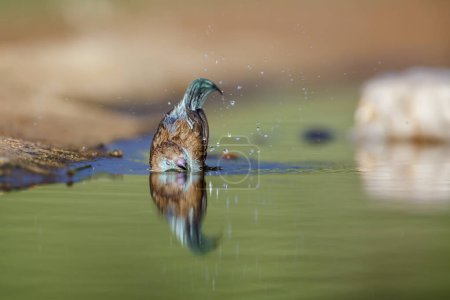Vista frontal del baño de Cordonbleu de pecho azul en un pozo de agua en el Parque Nacional Kruger, Sudáfrica; Especie Uraeginthus angolensis familia de Estrildidae