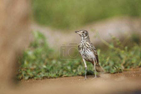 Bush Pipit standing front view on the ground  in Kruger National park, South Africa ; Specie family Anthus caffer of Motacillidae