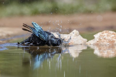 Cape Glossy Starling juvenile bathing in waterhole in Kruger National park, Sudáfrica; Specie Lamprotornis nitens family of Sturnidae