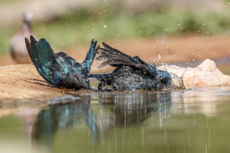 Deux juvéniles de Cape Glossy Starling se baignant dans un trou d'eau dans le parc national Kruger, en Afrique du Sud ; famille des Sturnidae Lamprotornis nitens