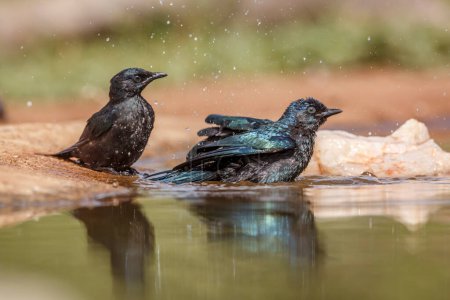 Two Cape Glossy Starling juvenile bathing in waterhole in Kruger National park, South Africa ; Specie Lamprotornis nitens family of Sturnidae