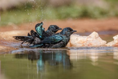 Two Cape Glossy Starling juvenile bathing in waterhole in Kruger National park, South Africa ; Specie Lamprotornis nitens family of Sturnidae