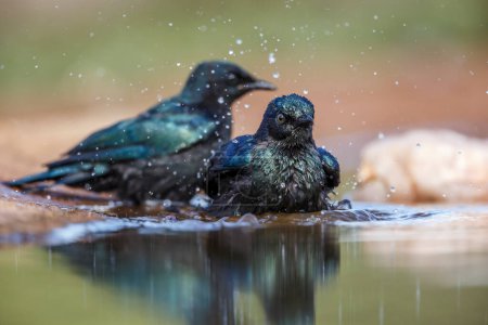 Deux juvéniles de Cape Glossy Starling se baignant dans un trou d'eau dans le parc national Kruger, en Afrique du Sud ; famille des Sturnidae Lamprotornis nitens