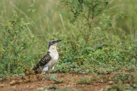 Great Spotted Cuckoo standing ground level in grass in Kruger National park, South Africa ; Specie Clamator glandarius family of Cuculidae 