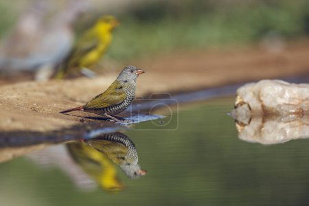 Téléchargez les photos : Pytilia à ailes vertes femelle le long d'un trou d'eau avec réflexion dans le parc national Kruger, Afrique du Sud ; famille des Estrildidae Pytilia melba - en image libre de droit