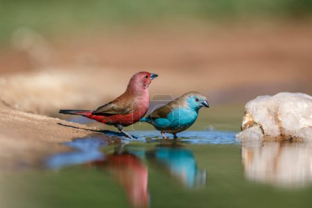 Jameson-Feuerfink und Blaubrustcordon bleu baden im Wasserloch des Kruger-Nationalparks, Südafrika; Art Lagonosticta rhodopareia Familie der Estrildidae