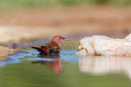 Jameson Firefinch mâle se baignant dans un trou d'eau dans le parc national de Kruger, en Afrique du Sud ; espèce Lagonosticta rhodopareia family of Estrildidae