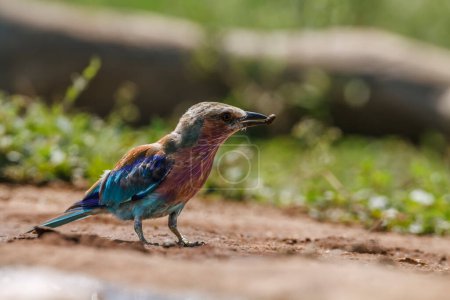 Lilac breasted roller on ground with prey insect in Kruger National park, South Africa ; Specie Coracias caudatus family of Coraciidae