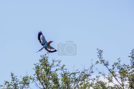 Lilac breasted roller in flight isolated in blue sky in Kruger National park, South Africa ; Specie Coracias caudatus family of Coraciidae