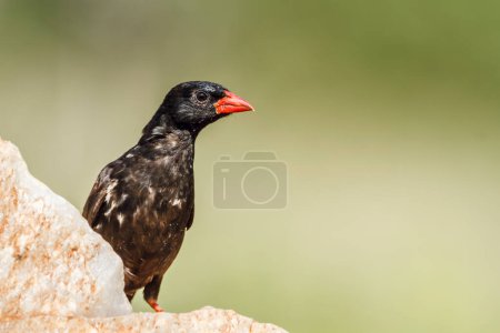 Red billed Buffalo standing on rock Weaver in Kruger National park, South Africa ; Specie Bubalornis niger family of Ploceidae