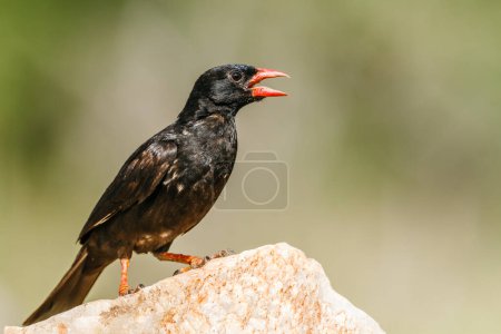 Photo for Red billed Buffalo standing on rock Weaver in Kruger National park, South Africa ; Specie Bubalornis niger family of Ploceidae - Royalty Free Image