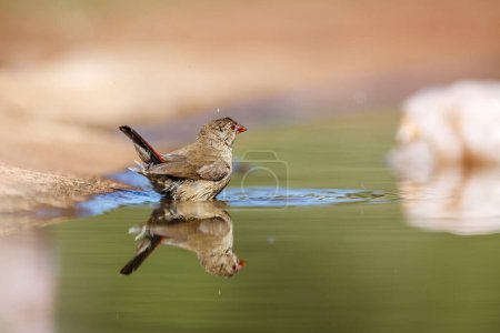 Red-billed Firefinch female !bathing in waterhole in Kruger National park, South Africa ; Specie family Lagonosticta senegala of Estrildidae