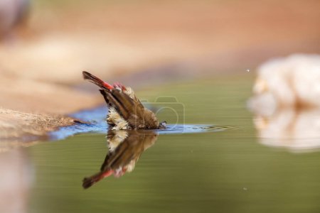 Téléchargez les photos : Baignade dans un trou d'eau dans le parc national Kruger, Afrique du Sud ; Famille des espèces Lagonosticta senegala of Estrildidae - en image libre de droit