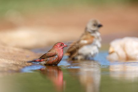 Téléchargez les photos : Firefinch à bec rouge mâle se baignant dans un trou d'eau dans le parc national Kruger, Afrique du Sud ; famille d'espèces Lagonosticta senegala of Estrildidae - en image libre de droit